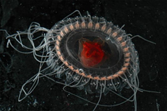 Зафиксирован новый вид глубоководных медуз