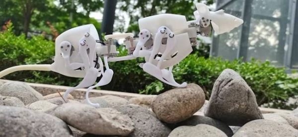 Ученые из Китая разработали небольшого четырехногого робота по образу крысы